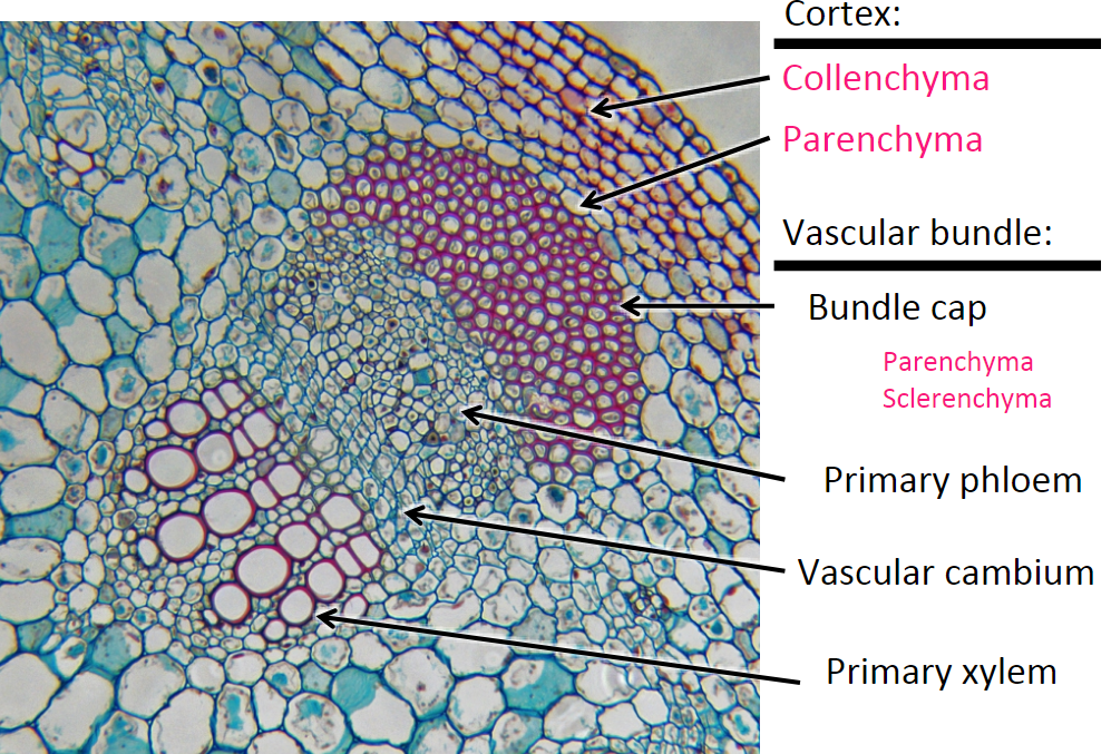 * Bundle cap
  * parenchyma
  * sclerenchyma
* Primary phloem
* Vascular Cambium
* Primary xylem