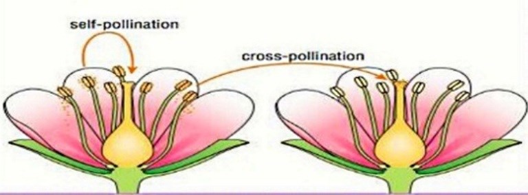 <p>Self-pollination is when pollen grains are transported to the sticky stigma of the very same plant;<br></p><p>While cross-pollination is when pollen grains are transported from the anther of one plant to the sticky stigma of another plant.<br><br>Self-pollination is a great method to use when you are a plant that is totally isolated from other plants, however it is not going to lead to any genetic diversity, because this is essentially inbreeding.<br><br>So while cross-pollination requires other plants to be around, it also leads to more genetic diversity, and is more beneficial to a plant species’ survival, especially when it comes to resistance. Because of this, plants have developed more adaptations for cross-pollination, because it benefits the species more. <br></p>