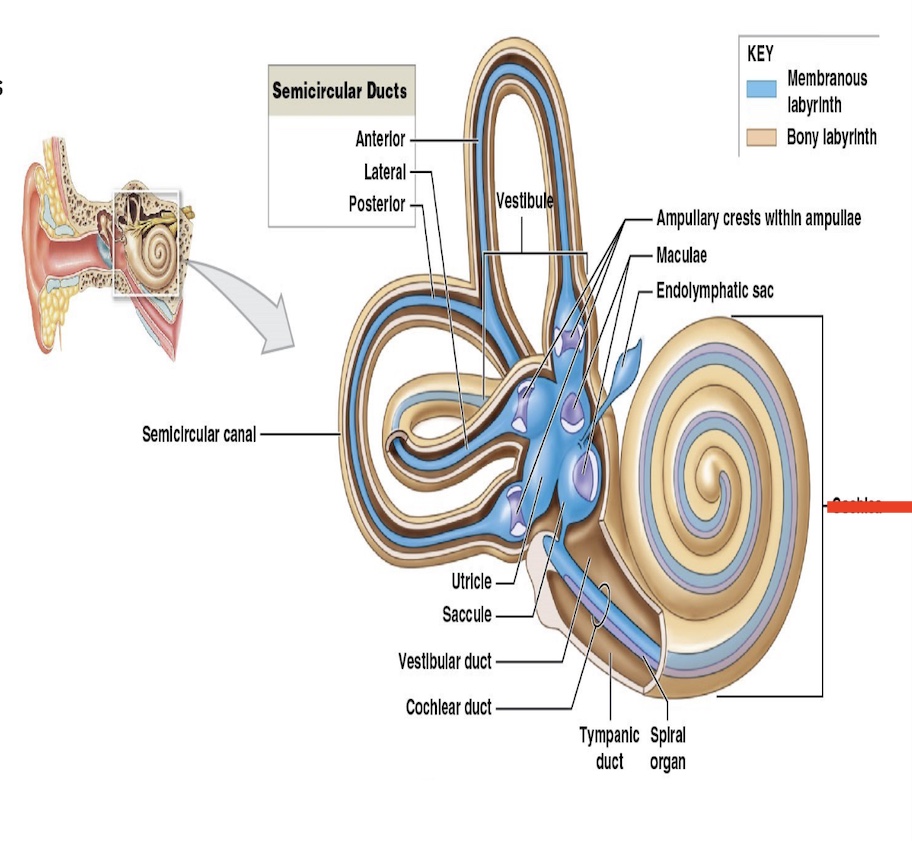 <p>function of cochlea </p>