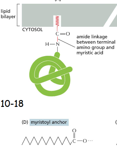 <p>Myristic acid is 14-C unsaturated fatty acid and recruits Src family tyrosine kinase in the cytosolic face</p>