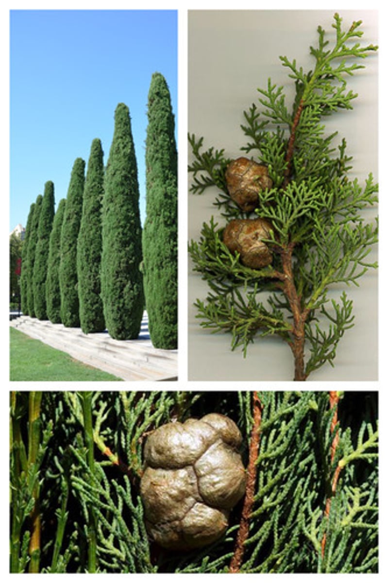 <p>Italian cypress</p>