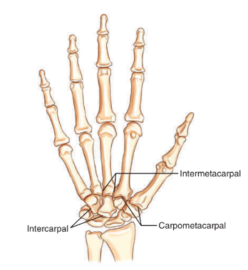 <ul><li><p>intermetacarpal</p></li><li><p>carpometacarpal</p></li><li><p>intercarpal</p></li><li><p>c1 and c2 vertebrae</p></li></ul><p></p>