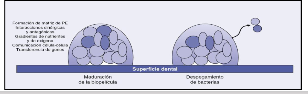 <p><span><span>It can last between 1 and 14 days.<br>If until this stage, what has predominated is adhesion (bacterial union to a surface), from<br>now on, although that can continue, an active multiplication by aggregation occurs and<br>coaggregation.<br>The plaque increases in thickness, and in the deepest areas.<br>At this stage anaerobic facultative bacilli stand out, such as Eikenella corrodens,<br>Capnocytophaga spp. or Propionibacterium spp., and strict, such as Selenomonas spp.,<br>Porphyromonas spp. or Prevotella spp.</span></span></p>