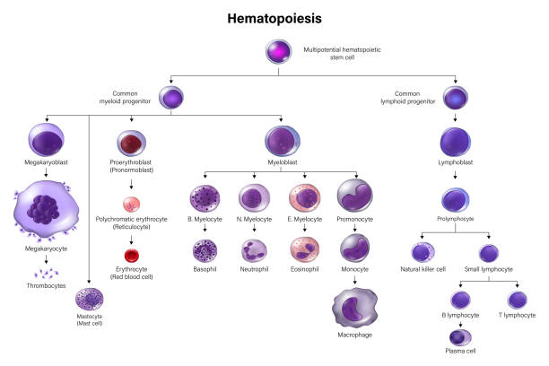<p><span><strong><u>Lymphocytes</u></strong></span></p><ul><li><p><span>taille ~10 µm</span></p></li><li><p><span>durée de vie : de quelques jours à quelques années</span></p></li><li><p><span>gros noyau</span></p></li><li><p><span>rôle : immunité <strong>humorale</strong> et <strong>cellulaire</strong>. <strong>Cours1-DevSystImmun2026<br></strong></span></p></li></ul><p><span><strong><u>Plasmocytes</u></strong></span></p><ul><li><p><span>dérivent des lymphocytes B activés</span></p></li><li><p><span>très riches en réticulum endoplasmique</span></p></li><li><p><span>rôle : <strong>sécrétion d’anticorps</strong>. <strong>Cours1-DevSystImmun2026<br></strong></span></p></li></ul><p><span><strong><u>Cellules NK</u></strong></span></p><ul><li><p><span>lymphocytes à granules</span></p></li><li><p><span>rôle : cytotoxicité <strong>antivirale</strong> et <strong>antitumorale</strong>.</span></p></li></ul><p></p>