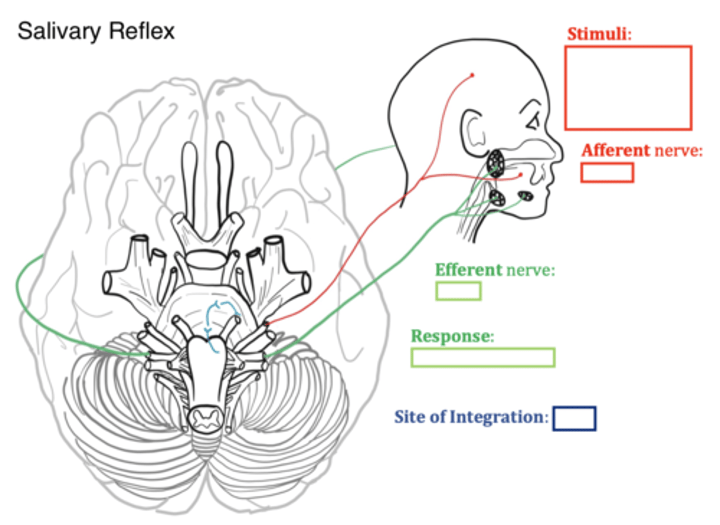 <p>secretion of saliva in response to reflex activation</p><p>food odor detection causes salivation</p>