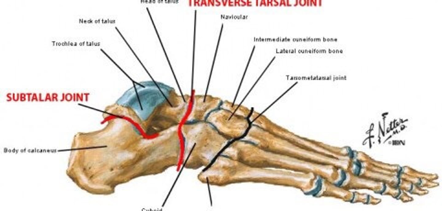 <p>Moving component: navicular, cuneiform concave moving on convex, osteo/arthrokinematic motion occurs in the same direction *For inversion/eversion - Moving component: cuboid, calcaneus, convex moving on concave, osteo/arthrokinematic motion occurs in opposite directions</p>
