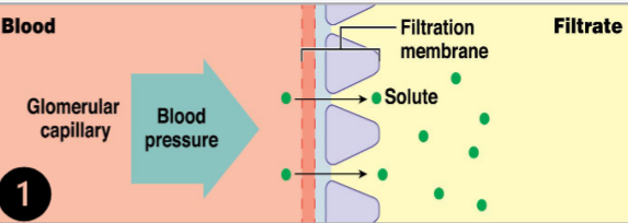 <p></p><p><span style="color: #110e0e">a renal physiology process that occurs in the renal corpuscle of the nephron where solutes within the blood passes through the filtration membrane and into the nephron</span></p>