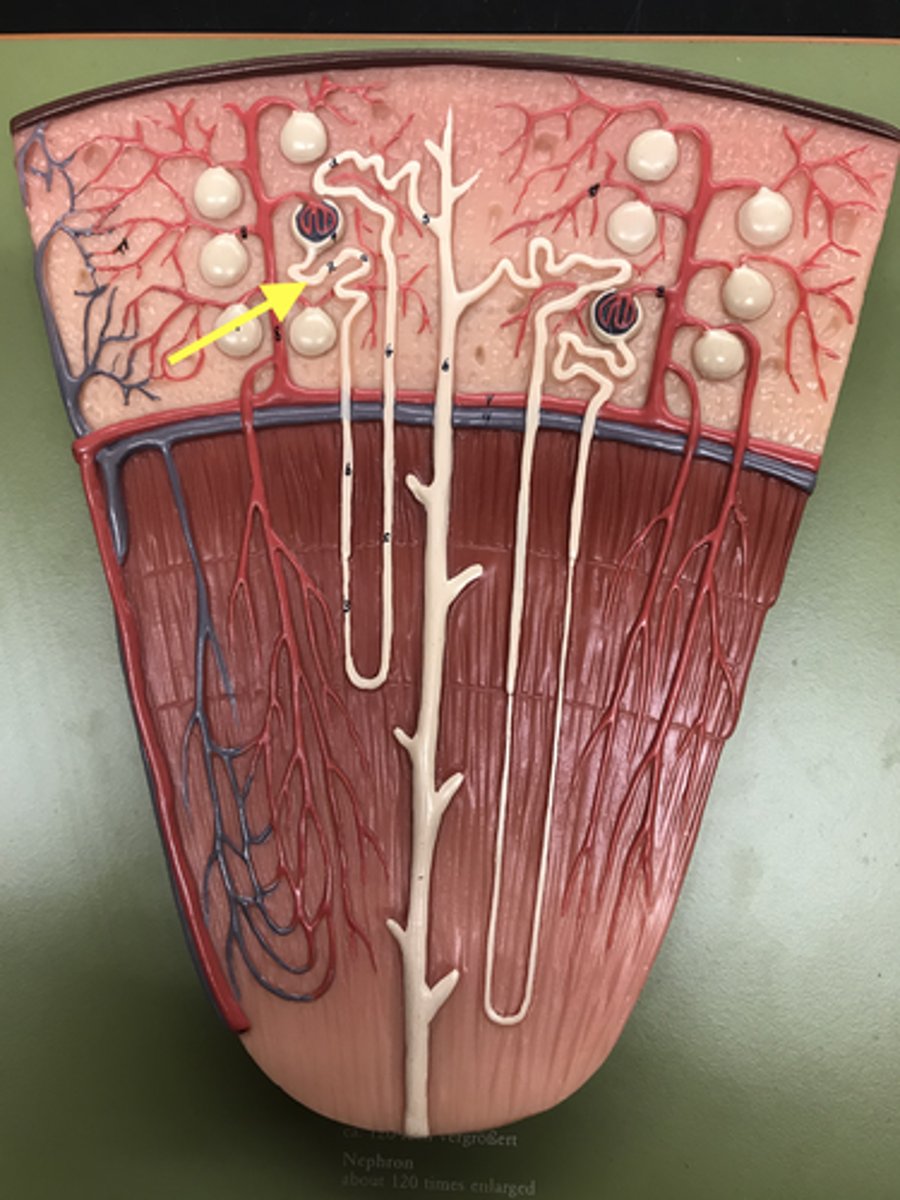 <p>part that leaves the capsule</p>