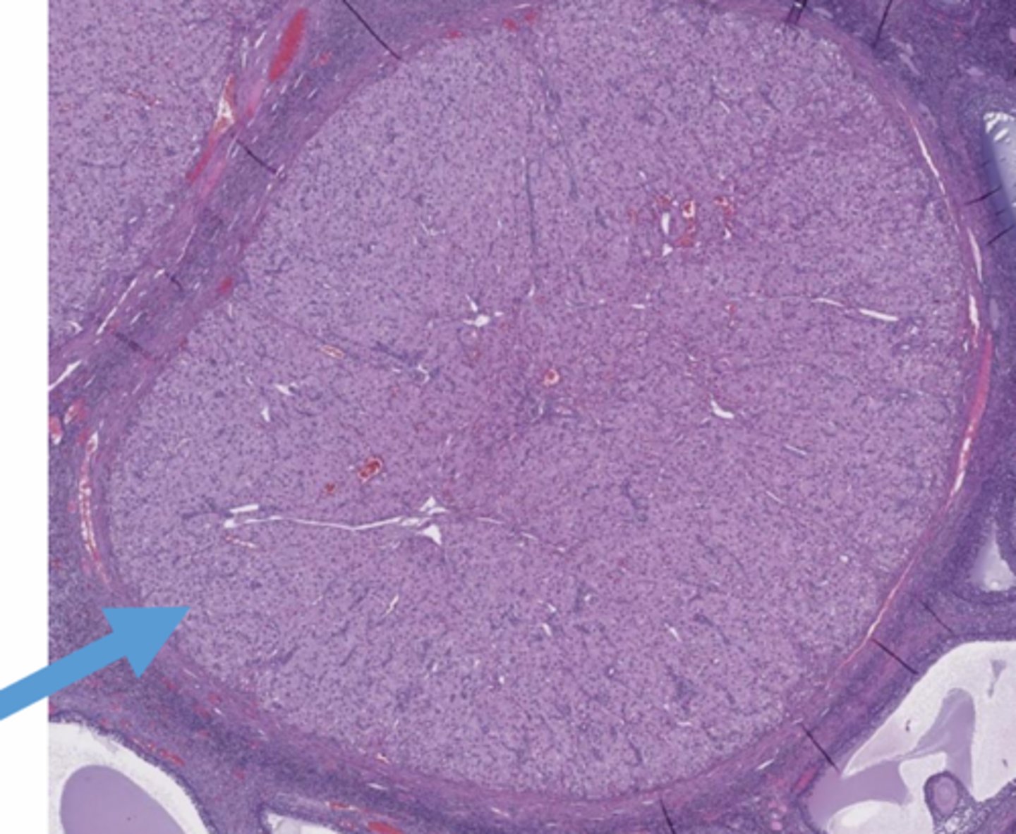 <p>______ cells, which produce progesterone to support pregnancy</p>