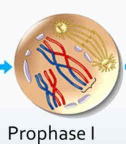 <ul><li><p>Chromatin condences, chromosomes form</p></li><li><p>homologous pairs form</p></li><li><p>spindle fibers elongates</p></li><li><p>nuclear membrane breaks down</p></li><li><p>synapsis occurs to form tetrad</p></li><li><p>chiasmata (overlap)</p></li><li><p>crossing over (exchange)</p></li></ul>