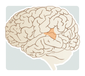 Located in the temporal lobe, behind the ear; responsible for language comprehension and verbal expression