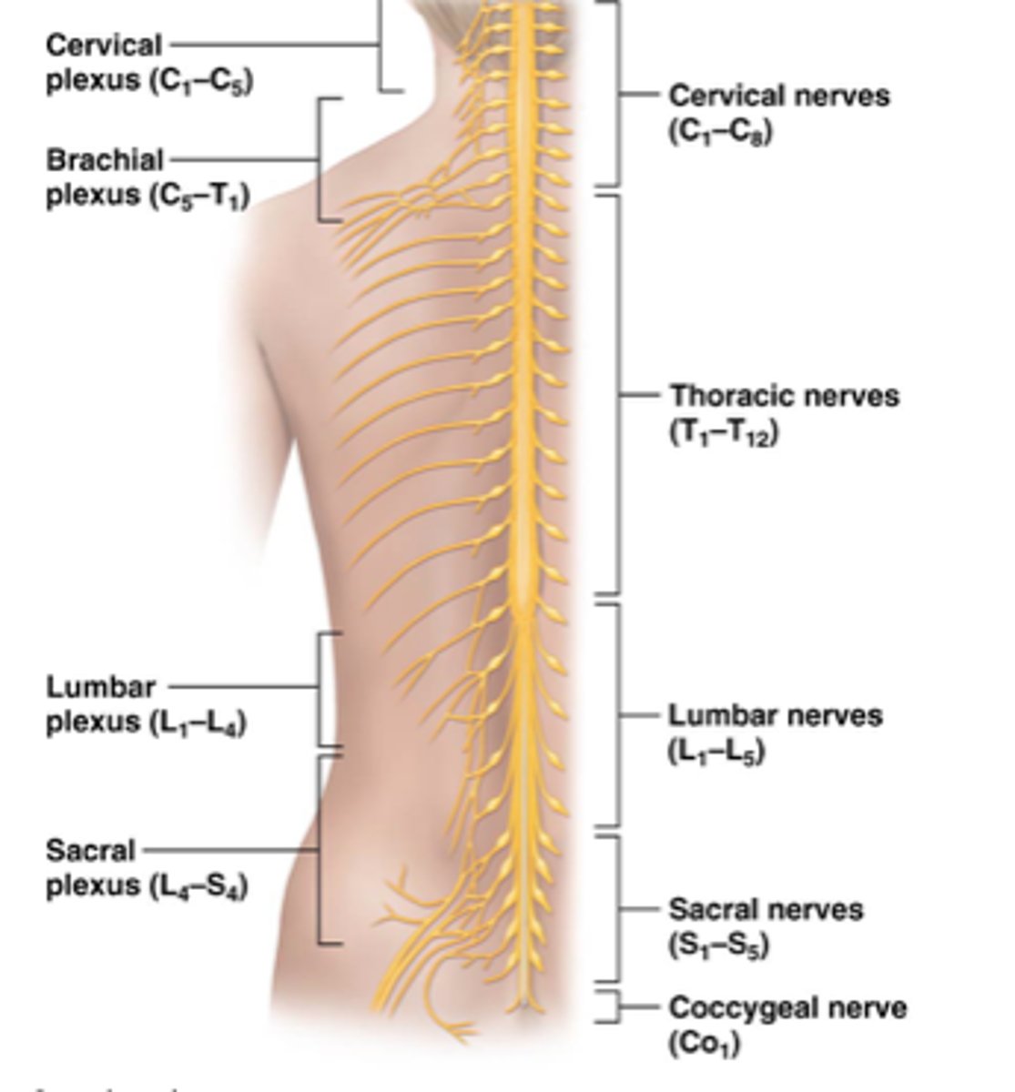 <p>- cervical, brachial, lumbar, sacral plexus</p><p>- merged networks or anterior rami</p>