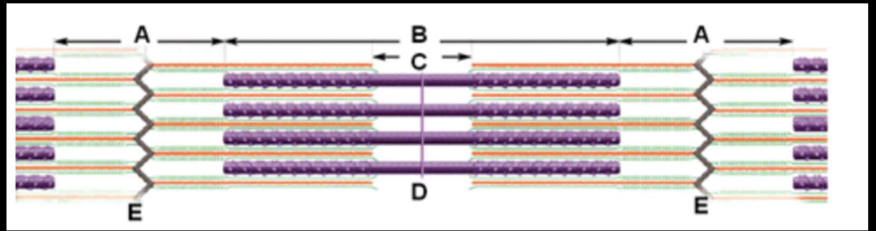 <p><span>Which of the following statement(s) is/are CORRECT about the diagram?</span></p><p><span style="font-size: medium;"><span>The major protein found in the region labeled 'C' is myosin.</span></span></p><p><span style="font-size: medium;"><span>The image represents 2 full sarcomeres.</span></span></p><p><span style="font-size: medium;"><span>Region A and region C will change length during muscle contraction.</span></span></p><p><span style="font-size: medium;"><span>Myosin and Actin are both found in the region labeled 'A'.</span></span></p>