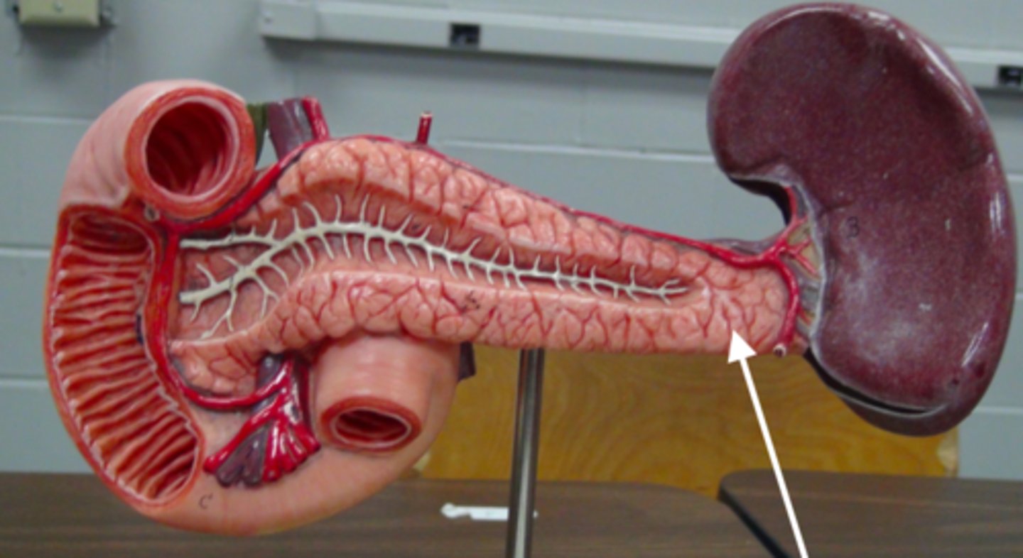 <p>What is this body feature?</p>