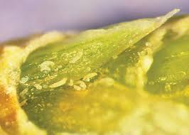 <p>Size: <0.2 mm. Causes tufted, stunted Bermuda turf.</p>