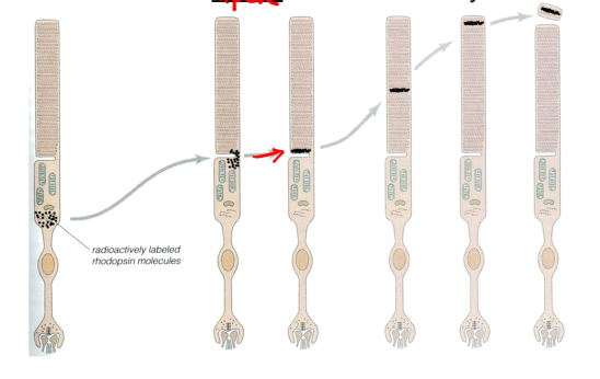 <p>new disc membrane is assembled at the base of the outer segment and shed at the apex on a circadian cycle</p><ul><li><p>RPE phagocytoses shed disk membranes; peaking shedding occurs at dawn; entire OS disks are renewed every 10 days</p></li></ul><ul><li><p>photoactivation of visual pigment molecules sets in motion a cascade of events that ultimately reduces the release of glutamate from the terminal:</p><ul><li><p>photoactivation → biochemical cascade → electronic spread → synaptic deactivation → decrease in glutamate release</p></li></ul></li></ul><p></p>