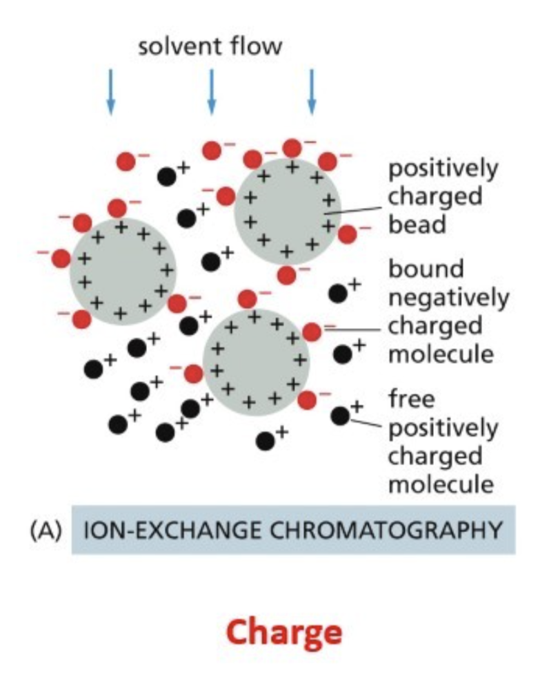 <p>Beads interact with the charge of a protein</p>