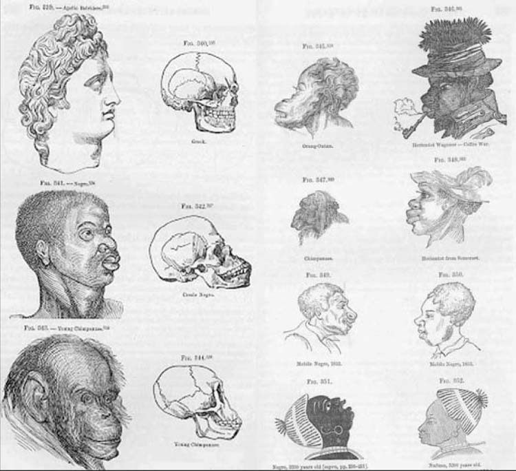 <p>Illustration from <em>Types of Mankind</em>, 1854</p>