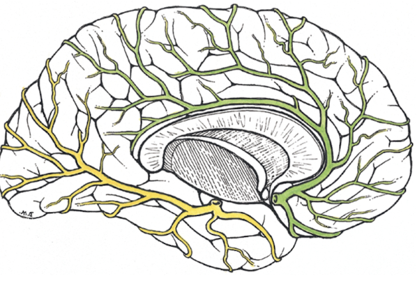 <p>supplies<strong> </strong><span style="color: green"><strong>frontal, parietal, temporal lobes and frontal pole</strong></span> <em>NOT occipital lobe</em></p>