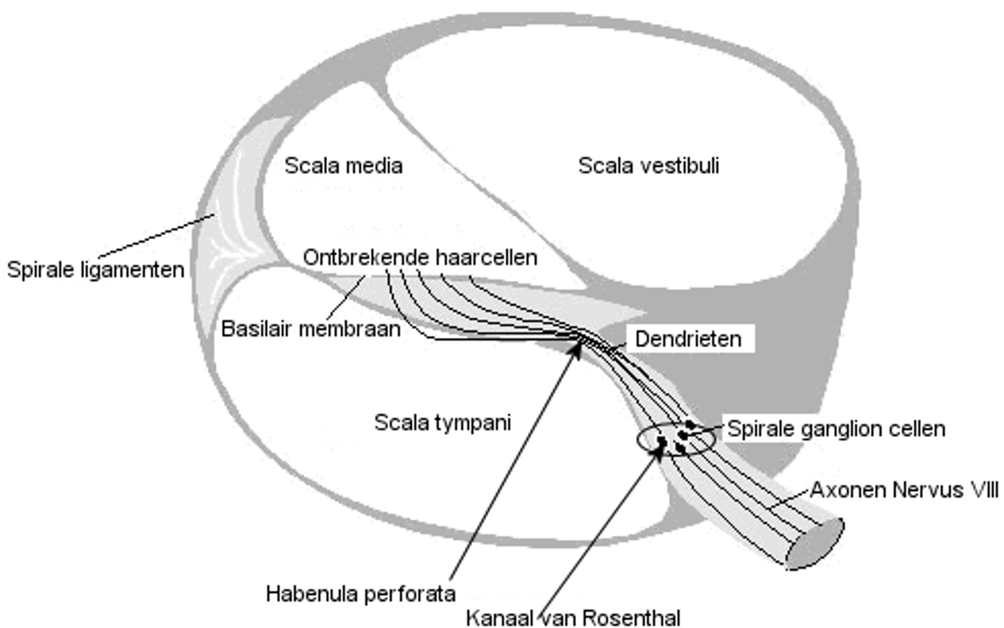 <p>holes in the osseous spiral lamina where the nerve fibers enter the Organ of Corti</p>