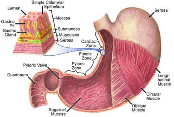 <p>A structure composed of two or more types of tissue working together to perform specific functions.</p>