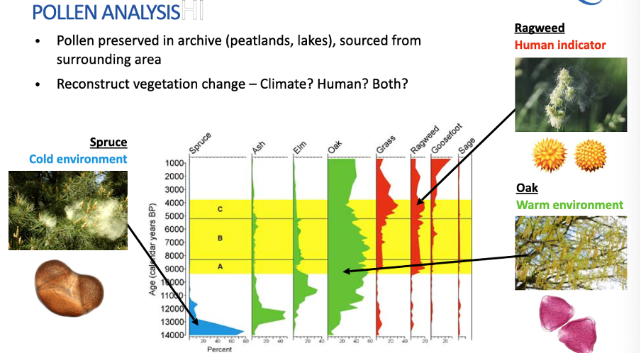 <p>Pollen preserved in archive (peatlands, lakes), sourced from surrounding area</p><p class="MsoListParagraphCxSpLast">Reconstruct vegetation change – climate/human/both</p>
