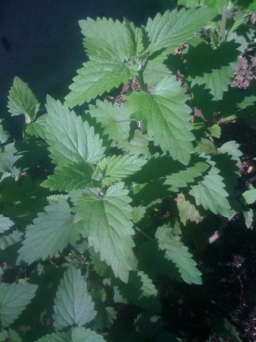 knowt flashcard image