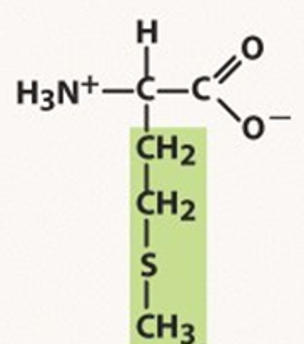 <p>Met, M, nonpolar</p>
