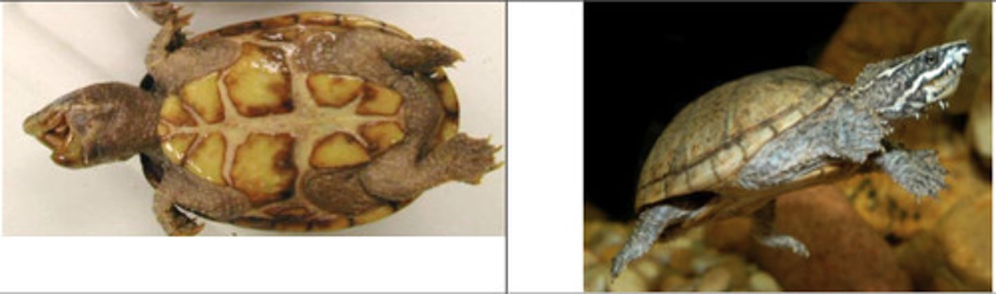 <p>- SMALLEST</p><p>- high domed shell</p><p>- yellow lines on head + neck</p><p>- somewhat reduced plastron</p>