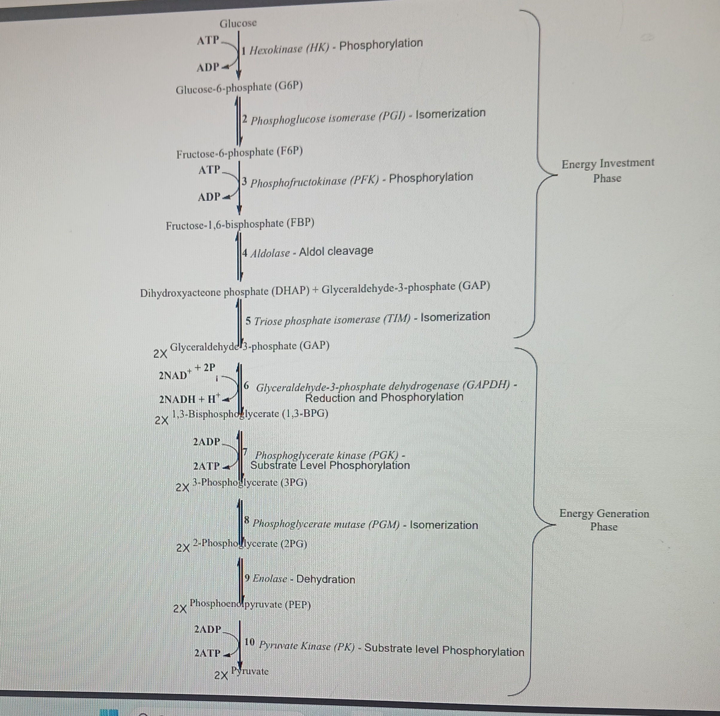 <p>Glucose broken to 2 pyruvate molecules. 1st process of glucose oxidation. </p><p>1st step in process serves to trap glucose in the cell since a phosphorylated molecule cannot leave the cell. Occurs in cytoplasm and doesnt require oxygen. </p>