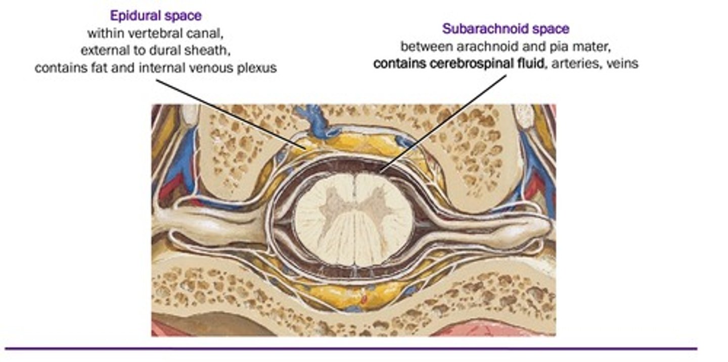 <p>the space between arachnoid and pia mater, contains CSF, arteries, veins</p>