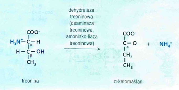 <p>(Hydrolazy)</p><p>Usuwanie grup aminowych z aminokwasów lub zasad azotowych.</p>