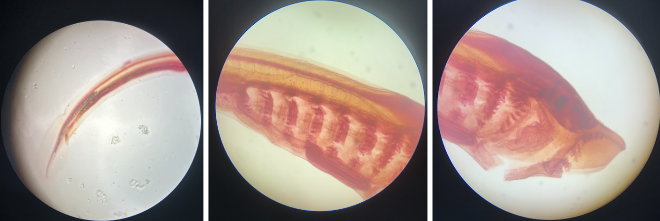 <p>What is this specimen called?</p>