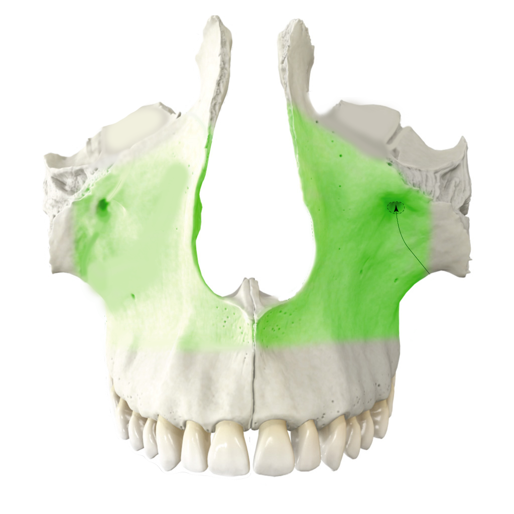 <p>elülső felszín</p>