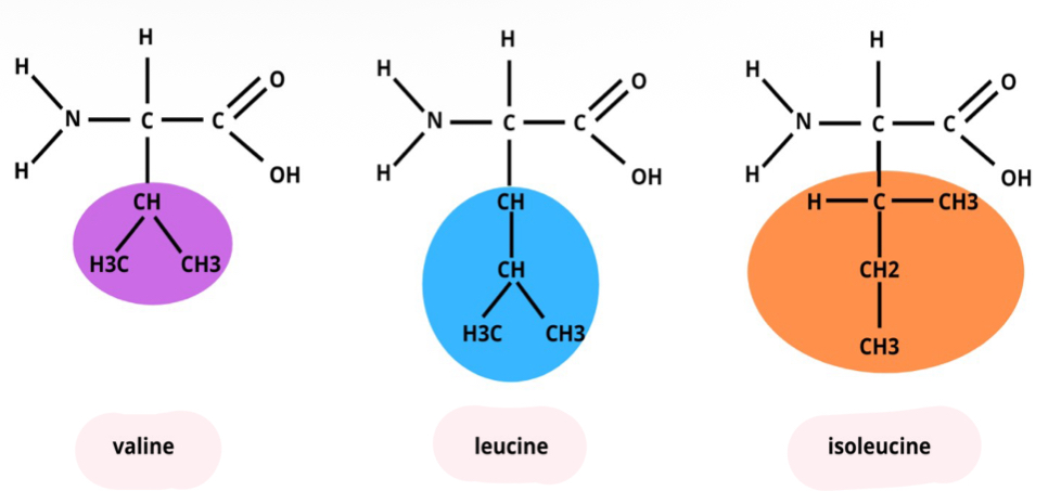 <ul><li><p>BCAAs are essential amino acids that have a branched side chain</p></li><li><p>They account for 35-40% of the dietary essential amino acids found in body protein</p></li><li><p>Have been shown to reduce muscle damage associated with weight training</p></li><li><p>Can be consumed from whole sources, do not have to come from supplements!</p></li><li><p>All side chains are more branched</p></li></ul><p></p>