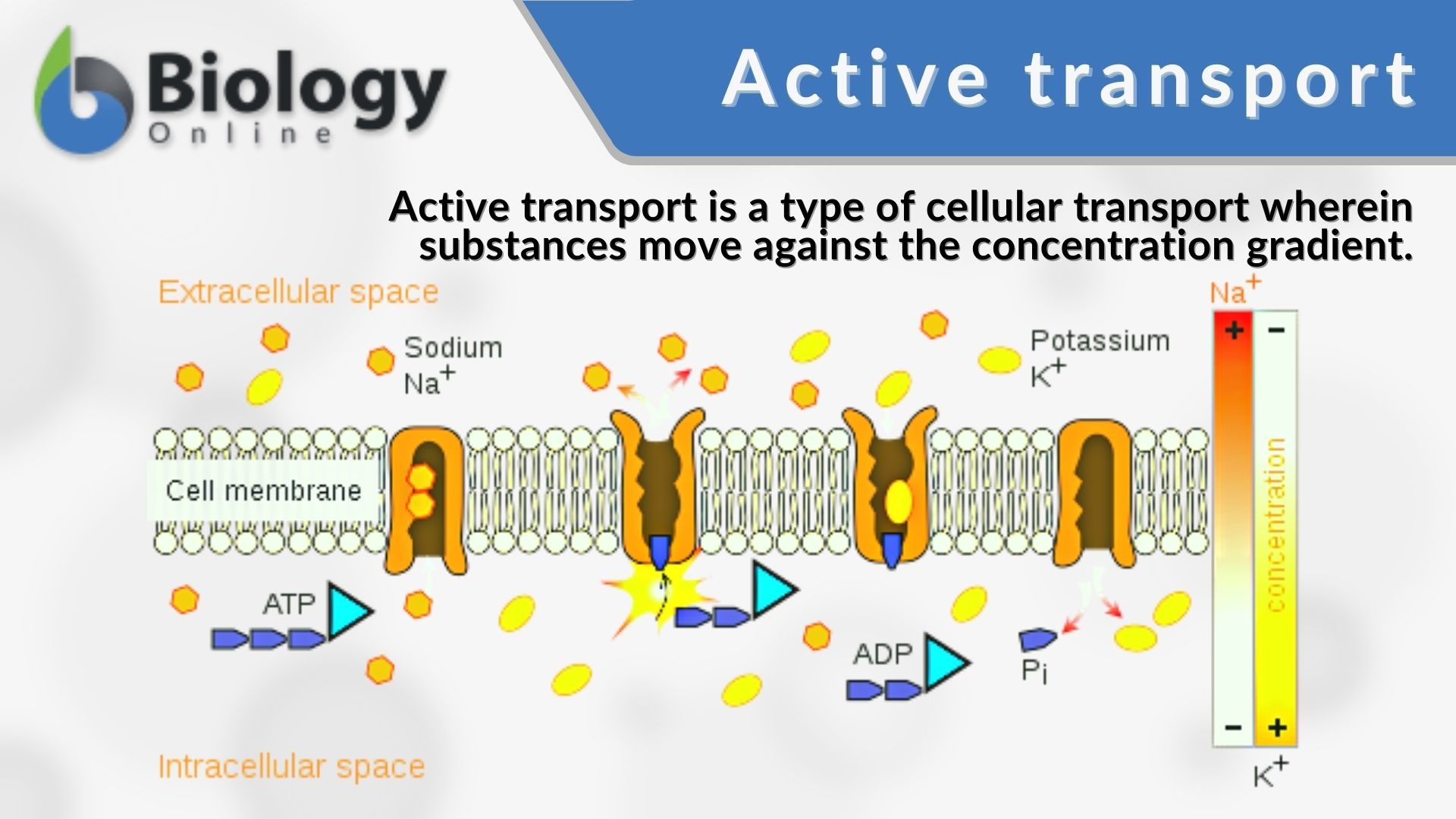<p>requires energy (ATP) to move substances across the membrane (usually against their concentration gradient)</p>