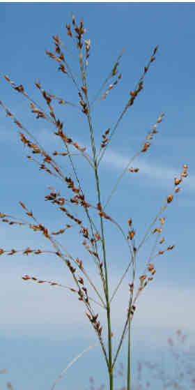 <p><span>Panicum virgatum</span></p><p><span>Switch Grass</span></p>