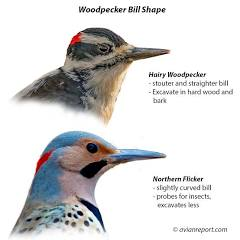 <p>tip is beveled </p><p>woodpecker </p>