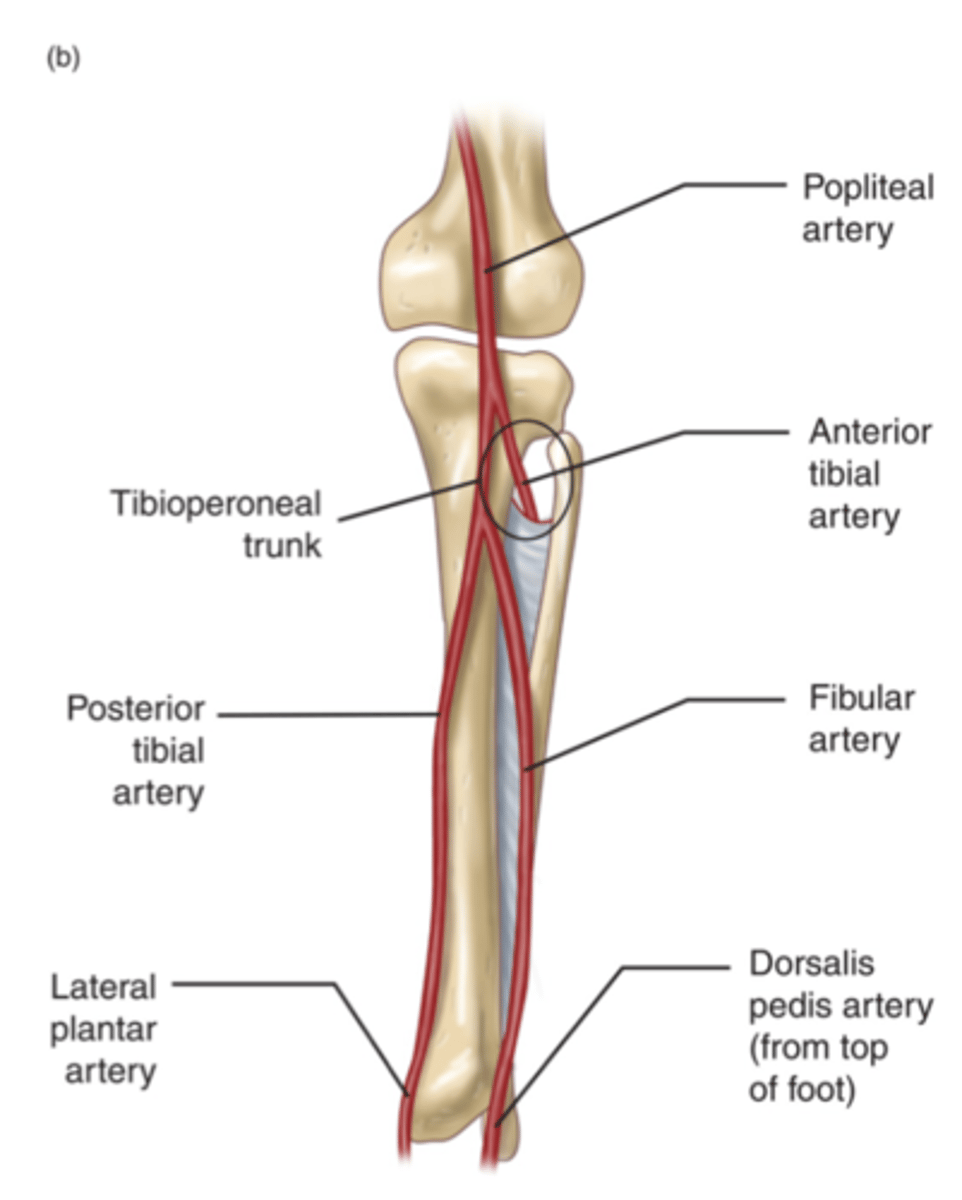 <p>anterior and posterior tibial arteries</p><p>at the LOWER portion of popliteal fossa</p>