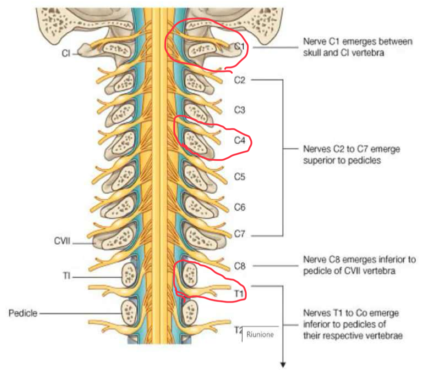 <p>I nervi spinali sono 31 paia ed escono dai fori intervertebrali:</p><ul><li><p>8 cervicali</p></li><li><p>12 toracici</p></li><li><p>5 lombali</p></li><li><p>5 sacrali</p></li><li><p>1 coccigeo</p></li></ul><p>Emergenza dei nervi spinali:</p><ul><li><p>C1 → emerge tra l’osso occipitale e prima vertebra cervicale</p></li><li><p>C2 a C7 → emergono SOPRA la vertebra con lo stesso numero</p></li><li><p>C8 → tra la vertebra C7 e T1 (non esiste la vertebra C8)</p></li><li><p>Da T1 a scendere, ogni nervo emerge SOTTO la vertebra con lo stesso numero</p></li></ul><p></p>