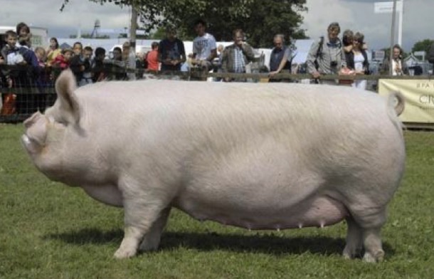 <p>Type and Breed</p>