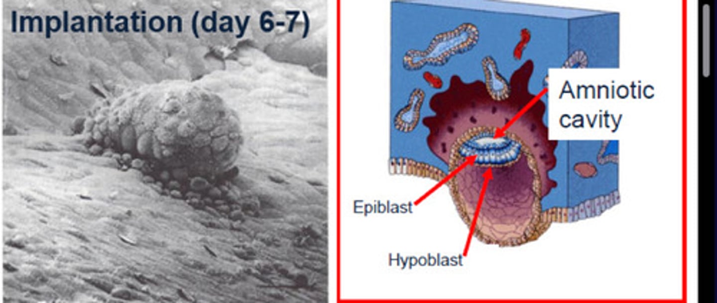 <p>the SIMPLE COLUMNAR outermost layer of an embryo before it differentiates into ectoderm and mesoderm.</p>
