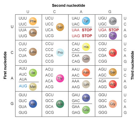 <p>Three bases form a codon, which codes for a specific amino acid</p>