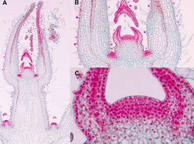 <p>What does this image depict?</p>