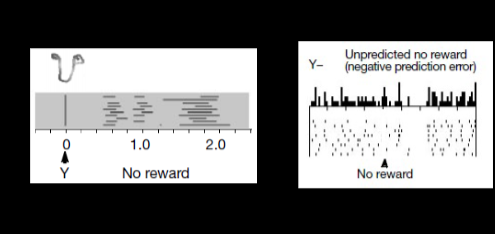 <p>violation of expectation - monkey is licking after Y presented ,&nbsp; dopamine neurons respond to the stimulus Y suggesting assocation between Y and reward has occured</p><p></p><p>dopamine neurons stop activity when no reward presented during usual reward time&nbsp;</p>