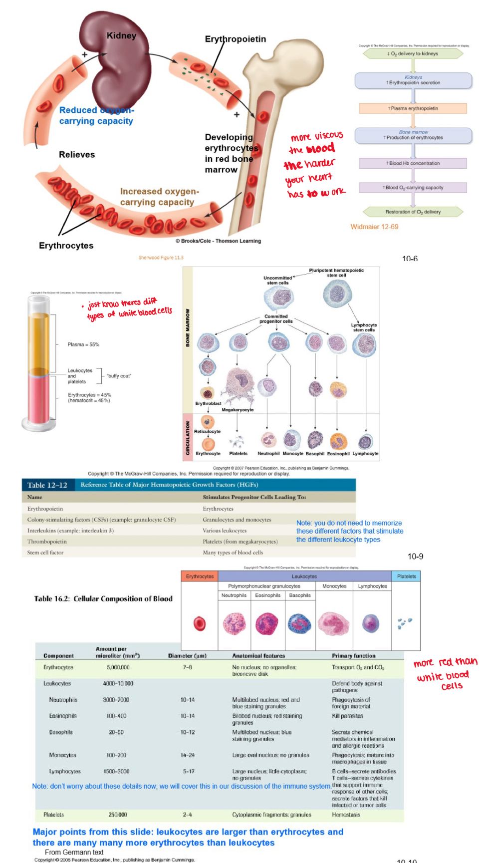 <p><br>a hormone released by the kidney, stimulated production of red blood cells</p>