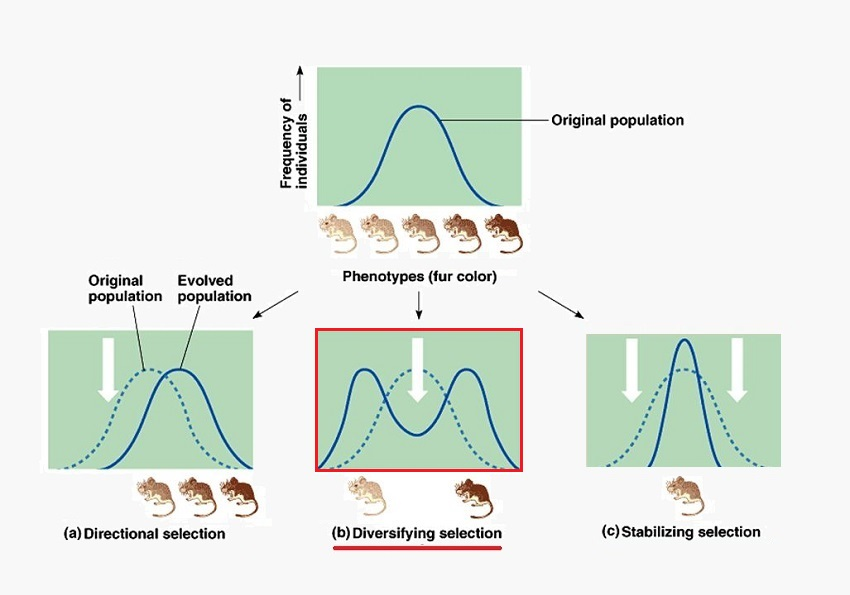 <ul><li><p>Stabilizing selection favors <strong>intermediate (average) phenotypes</strong> over the extremes. This maintains the existing mean and <strong>reduces variation</strong>.</p></li></ul><p></p>