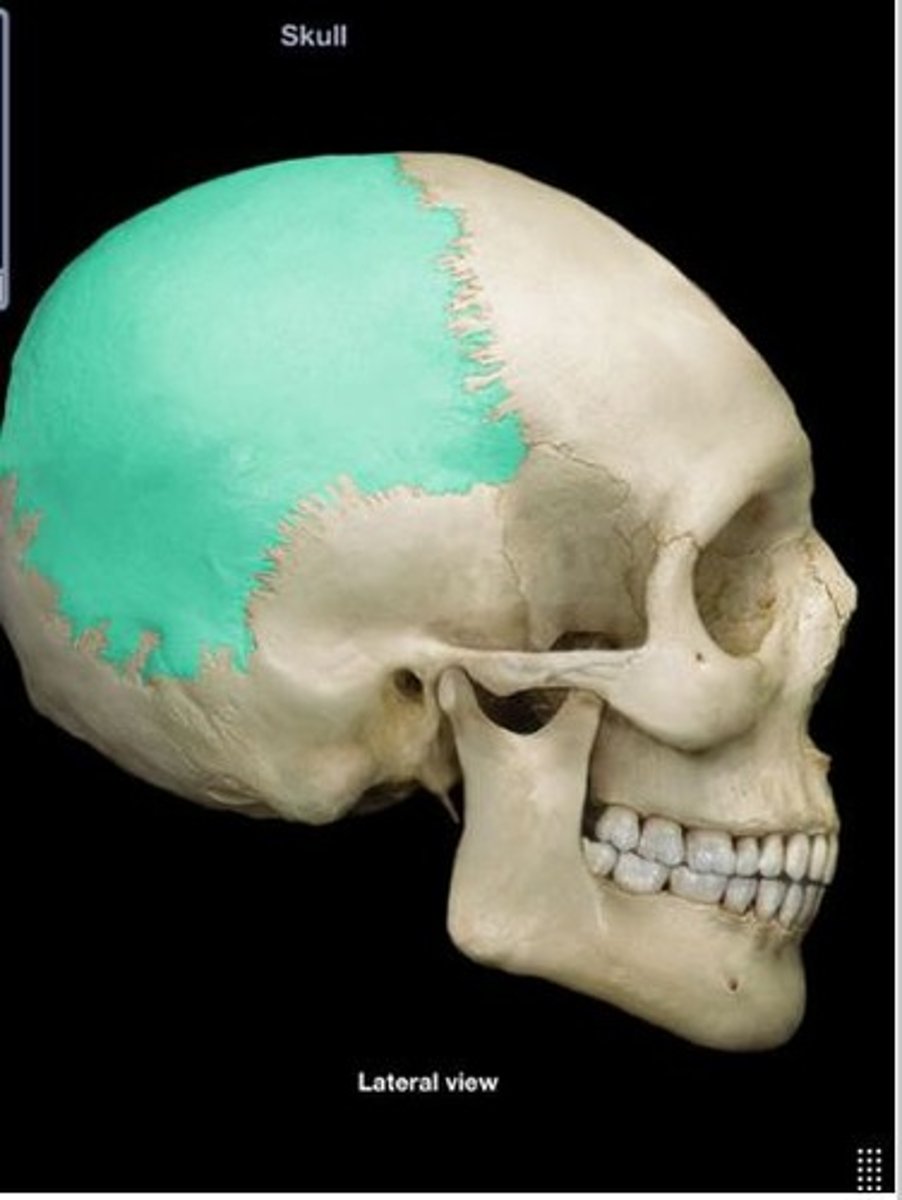 <p>Two bones forming the top and sides of the skull.</p>