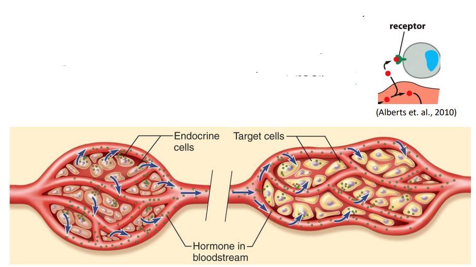 <p>- long distances - transport via bloodstream</p><p>- hormones secreted by glands</p><p>- target organs or cells - cells that have receptors for a hormone and can respond to it</p>