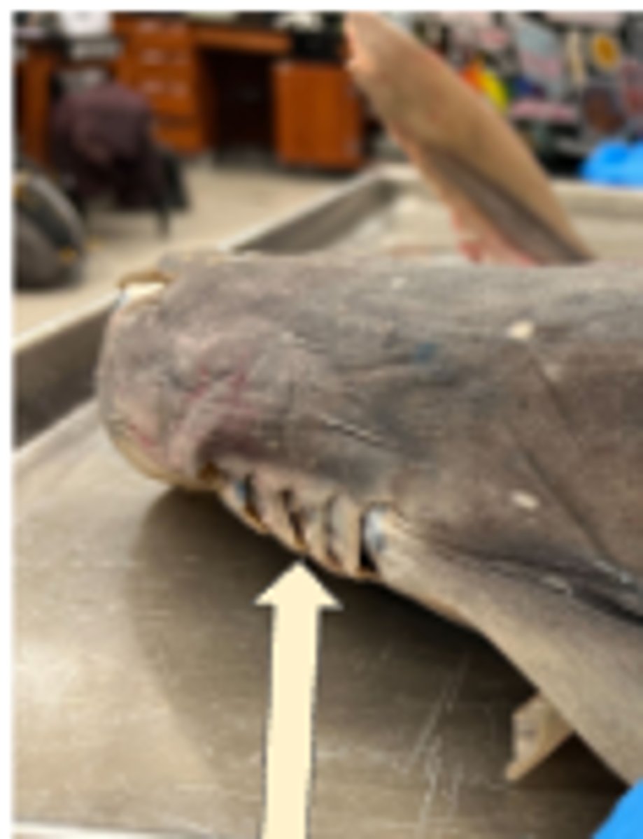 <p>Allow water to exit after passing over gills — Five lateral vertical openings from gill chambers to exterior</p>